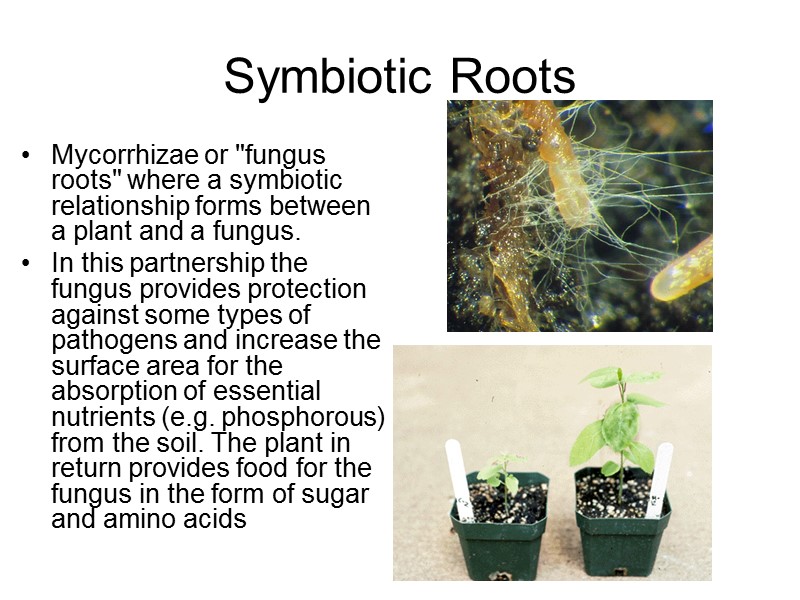 Symbiotic Roots  Mycorrhizae or 